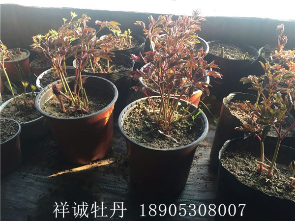 盆栽芍药价格