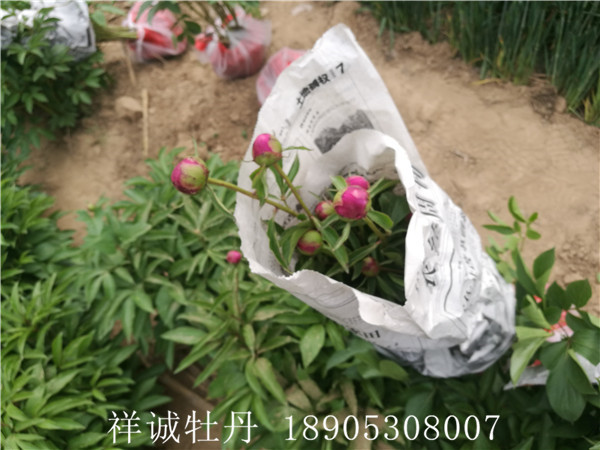 菏泽盆栽芍药价格