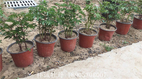 盆栽芍药种植基地