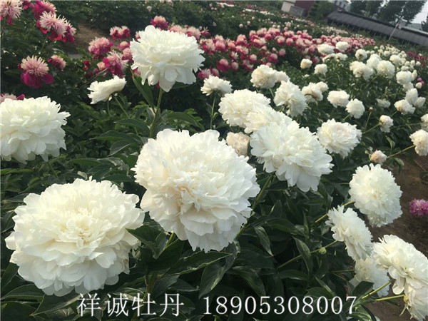 白色系牡丹