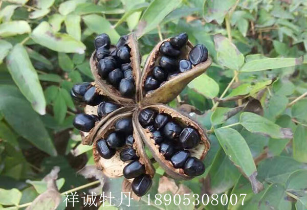 菏泽油用牡丹