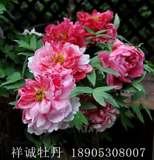 菏泽复色牡丹