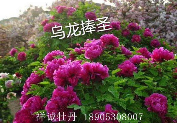 菏泽紫色牡丹