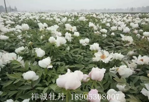 菏泽白色牡丹