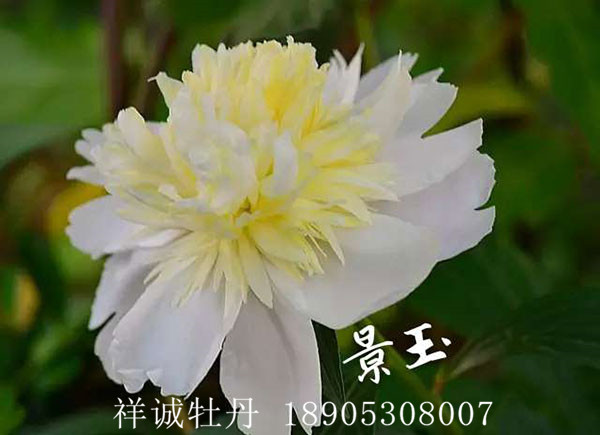 菏泽白色系牡丹