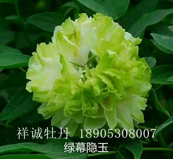 菏泽绿色系牡丹