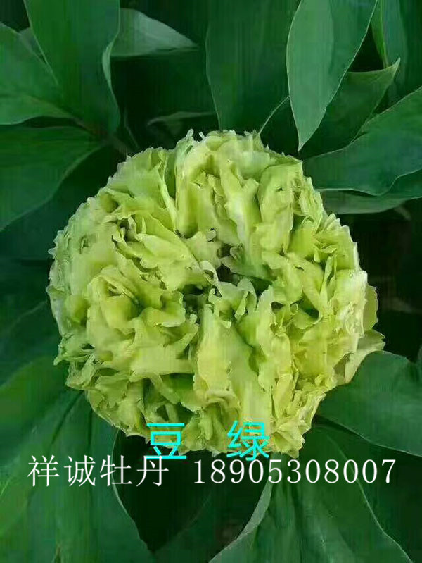 菏泽绿色牡丹